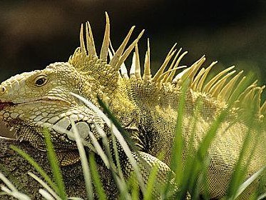 绿鬣蜥的专属植物（一株植物满足绿鬣蜥的需求，让你不再为喂食烦恼）