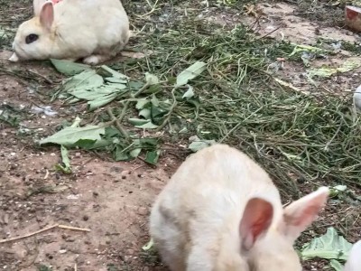 探寻宠物世界的线上乐园（揭秘网上宠物买卖平台的繁荣与问题）