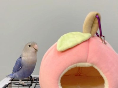 探秘粉色鹦鹉的奇妙品种（了解粉色鹦鹉的特征与养殖技巧）