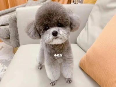 泰迪犬指甲修剪频率详解（探讨泰迪犬指甲修剪的最佳时间间隔及注意事项）