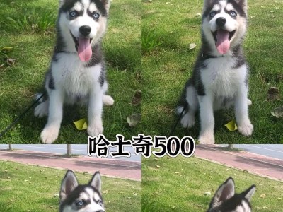 小哈士奇幼犬的喂养指南（注意事项与关键提示，帮你做好哈士奇幼犬的喂养工作）