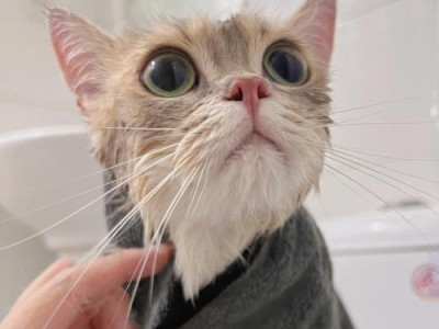 猫咪产子后多久可以洗澡（新手猫奴必备）