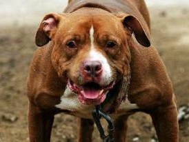 比特犬的价格行情及选购方法（了解比特犬的价格走势和合适的选购方式）
