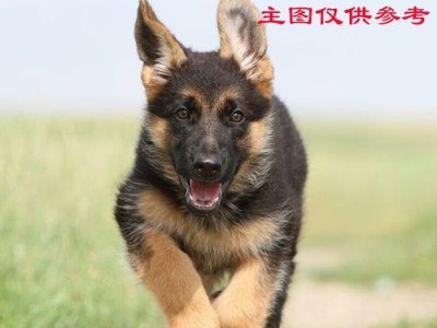 以母德牧起什么名字好听？（探寻最适合德牧的独特名字）