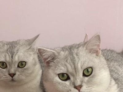 公猫比母猫亲人的原因剖析（探究公猫亲人的心理因素，为何比母猫更容易与人亲近？）