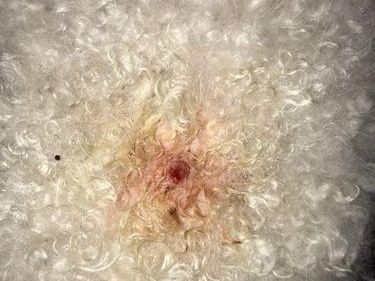 如何处理宠物身上的痘痘？（掌握几个简单的步骤，让您的宠物健康无痛。）