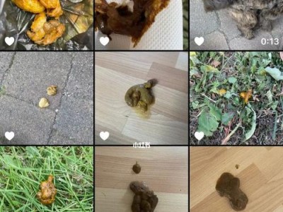 狗狗拉稀期间的适宜食物选择（帮助狗狗恢复肠胃健康的关键）