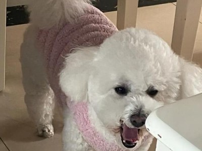 比熊为什么爱甩耳朵？（探究比熊独特行为的原因）