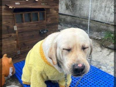 狗狗出门必备用品指南（为你的爱犬准备好出门所需的一切）