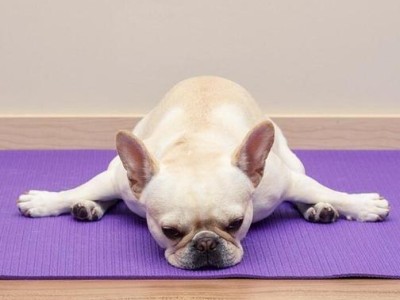 训练法斗犬定点大小便的有效方法（培养良好的卫生习惯，让你的法斗犬成为一位优雅的绅士犬）