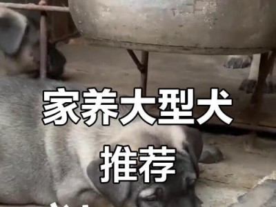 家养大型犬的最佳选择（选择适合你家庭的大型犬品种的关键）