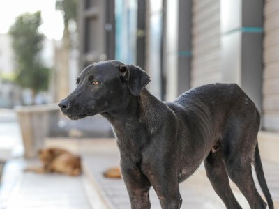 如何训练贵宾犬站立姿势？（从基础开始，让你的贵宾犬成为明星）