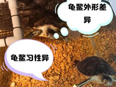 乌龟、王八、甲鱼和鳖