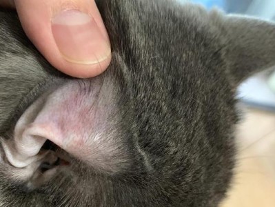 猫耳朵烫的原因及相关注意事项（解析猫耳朵烫的流行趋势与热度）