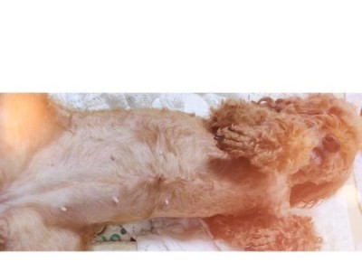 母狗避孕的药物选择及注意事项（了解母狗避孕药物及正确使用方法，避免繁殖困扰）