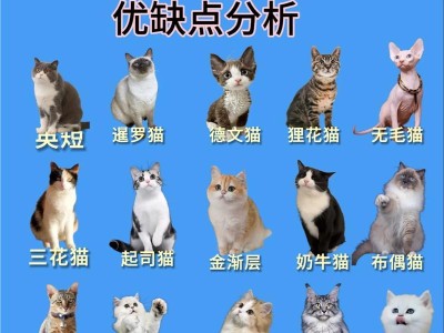 女生初次养猫，应该选择什么样的猫咪呢？（寻找适合女生的首只猫宝宝，）