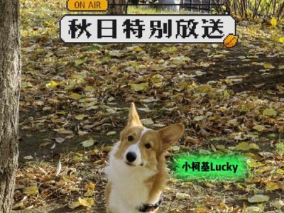 小柯基的换毛时机及护理方法（掌握小柯基换毛的最佳时机，让它的毛发更健康亮丽）