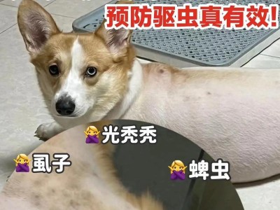 狗的皮肤病与饮食的关系（了解狗的皮肤病，避免错误饮食的关键）