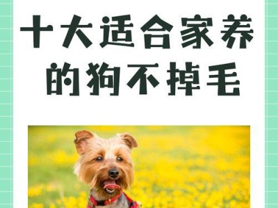 冬日暖心的泰迪（寒冬中的温暖伴侣）