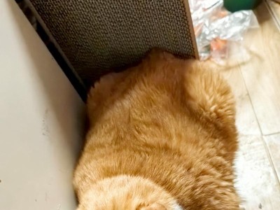 猫身上为何常有绦虫的原因（了解猫身上绦虫的来源和预防措施）
