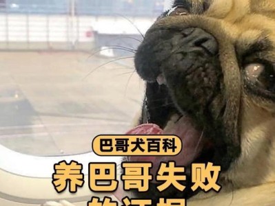 如何注重饲养巴哥犬的小细节（打造健康快乐的巴哥犬生活）