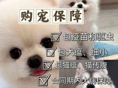 柯基犬的价格和选购指南（了解柯基犬的价格范围，选择最佳的品质）