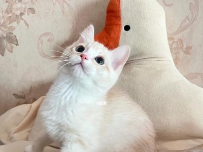 探索凯米尔猫的神秘面纱（解密凯米尔猫的特征与魅力）
