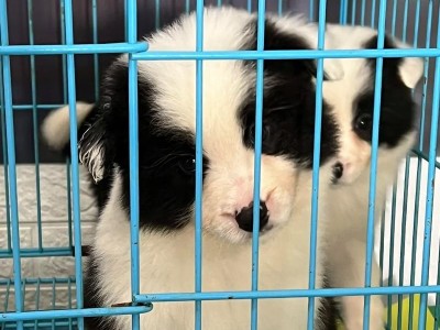 边牧生宝宝为何不吃东西？（探寻边牧产仔后食欲不振的原因和应对方法）