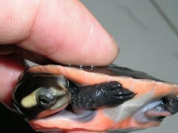 红头蛇颈龟的饲养方法（让你成为养龟专家的15个小技巧）