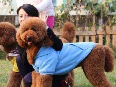 “最烧钱”的几种狗狗，你敢养吗？（挑战你的钱包容量，这些狗狗可不便宜！）