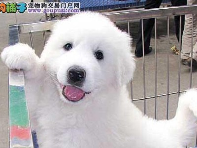 大白熊犬的饲养指南（从选购到训练全面介绍，让你成为合格的大白熊犬主人）