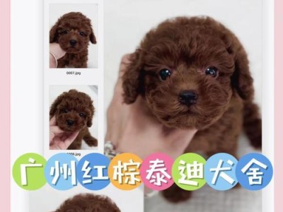 养泰迪一个月需要多少钱？（详解养泰迪犬的各项支出及节约方法）
