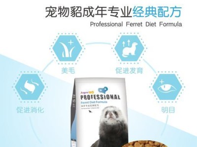 养宠物貂的注意事项（如何选择和照顾宠物貂）