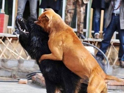 认藏獒专家解读藏獒培养与训练技巧（了解藏獒的特性与需求，打造一只顺从而可靠的守护伙伴）