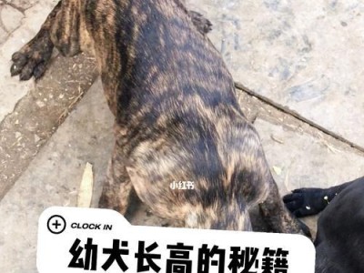 养幼犬的必备规则（如何以科学喂养幼犬）