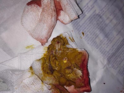 猫咪肠阻塞的症状及应对方法（保持警惕，及时识别猫咪肠阻塞的迹象）