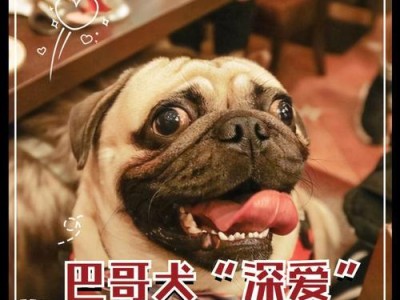 巴哥犬（探寻巴哥犬的价格范围及其温和可爱的性格特点）