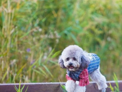 如何训练你的泰迪犬站立（从基础开始，教你训练泰迪犬站立，增强宠物的自信心）