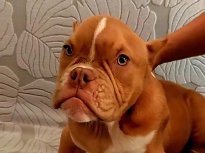 恶霸犬的品相越恶霸，越好？（以恶霸犬为象征的土豪狗）