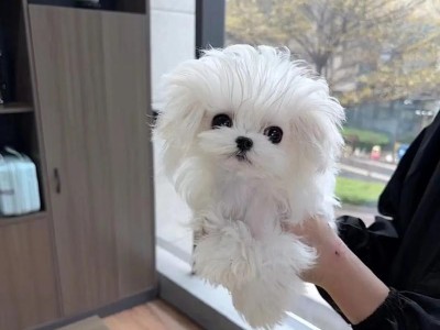 茶杯犬养殖成本高，是否值得？（便宜的茶杯犬也要1万多？了解茶杯犬养殖成本与收益的关键）