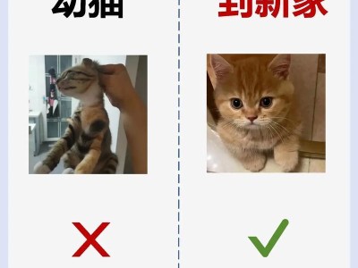 男生养猫的注意事项（以男生养猫的经验分享，让你成为一名贴心的猫爸爸）