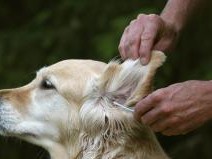 如何正确给狗狗掏耳朵？（注意事项、技巧和工具）