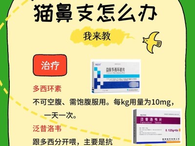 猫鼻支疾病的治疗方案（探索有效的药物治疗方法）
