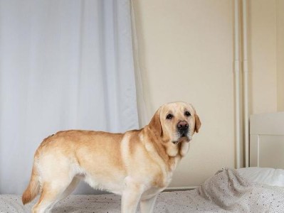 冬天狗在车里多久会闷死？（了解关键因素，保护宠物健康）