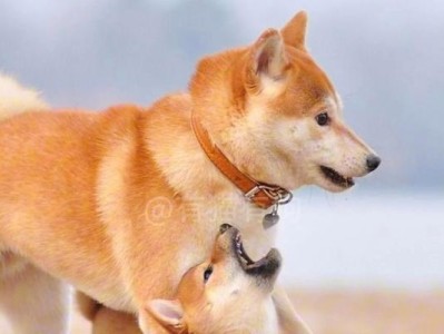 狗为什么舔别的狗？（探寻狗之间舔行为的原因与意义）