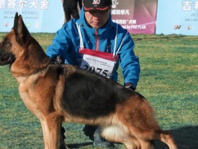 成年德国牧羊犬的饲养管理方法（关爱你的德国牧羊犬，给它幸福的生活）