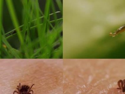 解决狗虱问题的有效药物选择（安全可靠、快速有效的狗虱药物推荐）