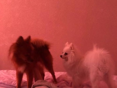 博美犬正常乳房的特征与保健（揭示博美犬乳房的生理特点，了解正确的护理方法）