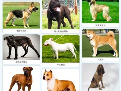 贝生吉犬饲养全攻略（了解贝生吉犬，为您的宠物提供更好的生活环境）