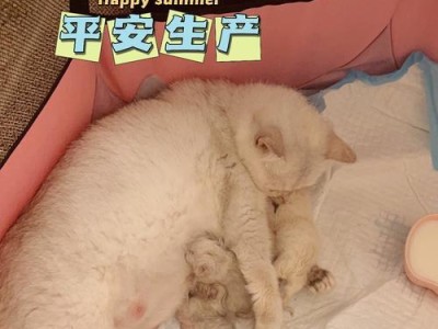 小猫丢了，母猫会在哪里寻找？（小猫丢了，母猫会在哪里寻找？）